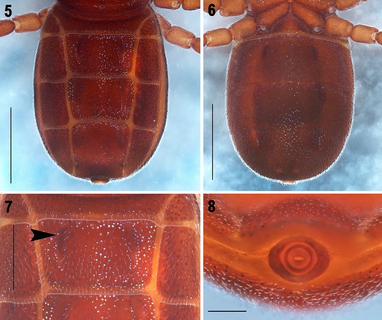 Pseudocellus franckei sp. nov. Male holotype. 5-6, Opisthosoma, dorsal, and ventral views, respectively; 7, tergite XI, median plate (arrow indicates the depression); 8, pygidium, posterior view. Scale bars: 1 mm (Figs. 5, 6), 0.5 mm (Fig. 7), 0.2 mm (Fig. 8).