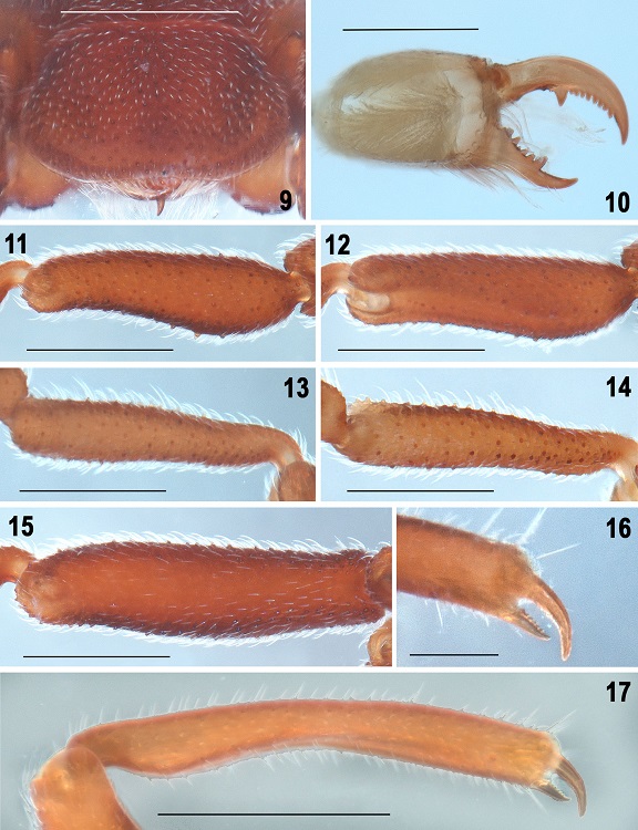 Pseudocellus franckei sp. nov. Male holotype. 9, Cucullus, dorsal view; 10, left chelicerae, dorsal view; 11-12, right tibia II, prolateral and proventral views; 13-14, right metatarsus II, prolateral and proventral views; 15, right femur II, prolateral view; 16, detail of the movable and fixed claws of right pedipalp, retrolateral view; 17, right pedipalp tibia, retrolateral view. Scale bars: 0.5 mm (Figs. 9, 11-15, 17), 0.2 mm (Fig. 10), 0.1 mm (Fig. 16).