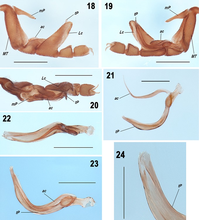 Pseudocellus franckei sp. nov. Male holotype. 18-20, Right leg III (copulatory apparatus), retrolateral, prolateral and dorsal views; 21, copulatory apparatus extended, prolateral view; 22, copulatory apparatus, dorsal view; 23, copulatory apparatus, prolateral view; 24, tarsal process, distal half, retrodorsal view. Scale bars: 0.5 mm (Figs. 18-20), 0.2 mm (Figs. 21-23), 0.1 mm (Fig. 24).