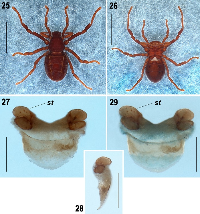 Pseudocellus franckei sp. nov. Female paratype. 25-26, Habitus, dorsal, and ventral views; 27-28, spermathecae, anterior and lateral views, respectively; 29, stained spermathecae, anterior view. Scale bars: 2 mm (Figs. 25-26), 0.2 mm (Figs. 27-29).