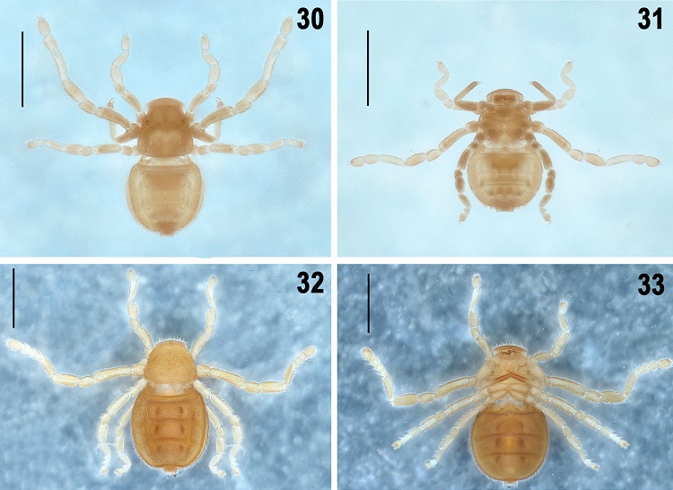 Pseudocellus franckei sp. nov.; 30-31, larva. Habitus, dorsal and ventral views; 32-33, protonymph. Habitus, dorsal, and ventral views. Scale bars: 2 mm.