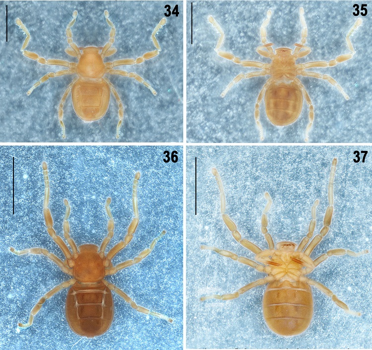 Pseudocellus franckei sp. nov.; 34-35, deutonymph. Habitus, dorsal, and ventral views; 36-37, tritonymph. Habitus, dorsal, and ventral views. Scale bars: 2 mm.