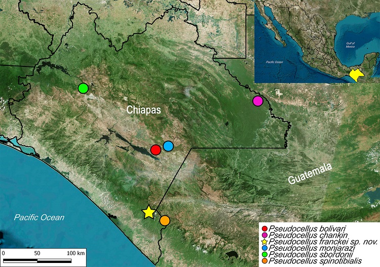 Species of the genus Pseudocellus described from Chiapas, Mexico; including the new species described herein: Pseudocellus franckei sp. nov. (star). Red circle: Sumidero del Camino, 16 km NE of Comit&aacute;n. Purple circle: cueva Kolem-chen "Cueva Grande", Reserva Chan-kin, municipio Ocosingo. Blue circle: cueva de San Francisco, municipio La Trinitaria. Star: cerro Boquer&oacute;n, ejido Boquer&oacute;n, municipio Motozintla. Orange circle: finca Guatimoc, south slope of volc&aacute;n Tacan&aacute;, about 32 km N of Tapachula, near Cacahuat&aacute;n. Green circle: cueva de las Abejas, municipio San Fernando.