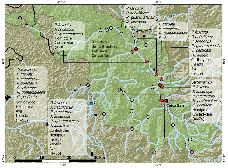 Otter presence and distribution of prey in the dry season in southern Tehuacán-Cuicatlán Biosphere Reserve. Black circles, survey sites; red dots, sites with evidence of neotropical otter presence.