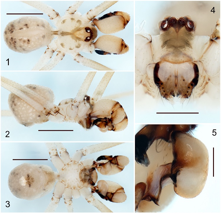 Physocyclus xerophilus sp. nov. Male (holotype): 1-3, Habitus, dorsal, lateral and ventral views respectively; 4, carapace and chelicerae, frontal view; 5, bulb of male palp, dorsal ventral view. Scale bars: 0.2 mm (Fig. 5), 0.5 mm (Fig. 4) and 1 mm (Figs. 1-3).
