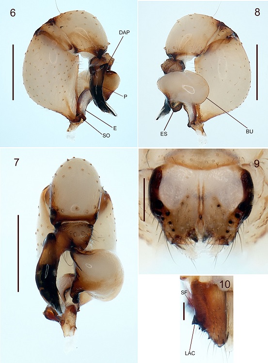 Physocyclus xerophilus sp. nov. Male (holotype): 6-8, Right palp, retrolateral, ventral and prolateral views respectively; 9, chelicerae, frontal view; 10, chelicerae, lateral view. Scale bars: 0.1 mm (Fig. 10), 0.2 mm (Fig. 9), 0.5 mm (Figs. 6-8). Abbreviations: DAP, dorsal apophysis of procursus; P, procursus; E, embolus; SO, spermatic operculum; ES, embolic esclerites; BU, bulb of palp; SF, stridulatory files; LAC, lateral apophysis of chelicerae.