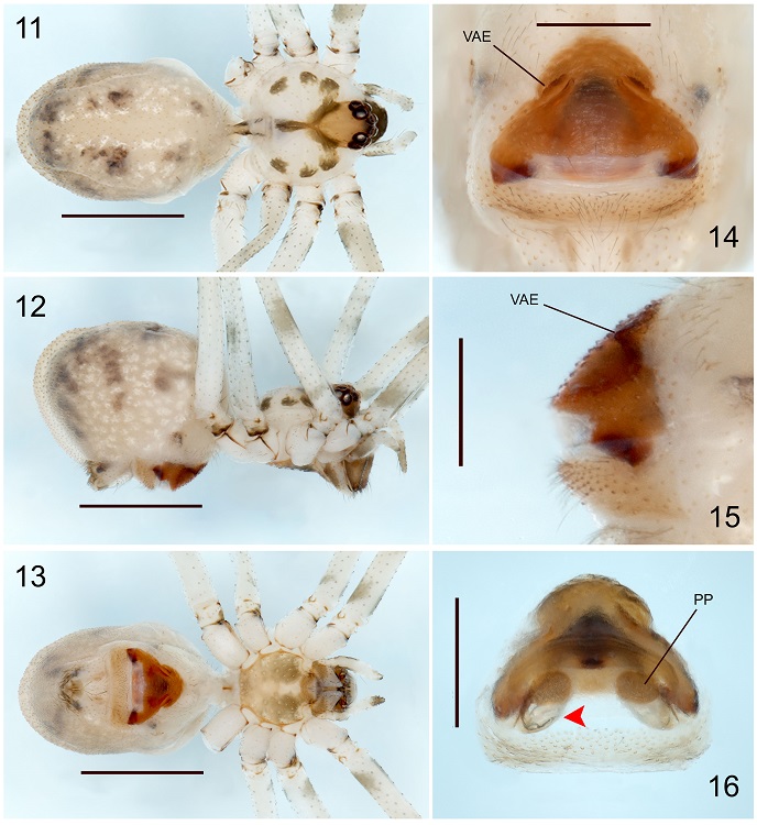 Physocyclus xerophilus sp. nov. Female (paratype): 11-13, Habitus, dorsal, lateral and ventral views respectively; 1416, epigynum, ventral, lateral and dorsal views respectively (arrow indicates the bag-shaped structures below the pore plates). Scale bars: 0.5 mm (Figs. 14-16), 1 mm (Figs. 11-13). Abbreviations: VAE, ventral apophysis of epigynum; PP, pore plates.
