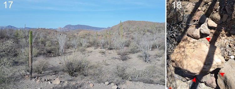 Habitat and microhabitat of Physocyclus xerophilus sp. nov. 17, Xerophilous scrub close to the El Reques&oacute;n Beach (type locality) at Baja California Sur, Mexico; 18, rocks on the ground where the specimens of the new species can be collected (arrows indicate the specific microhabitat).