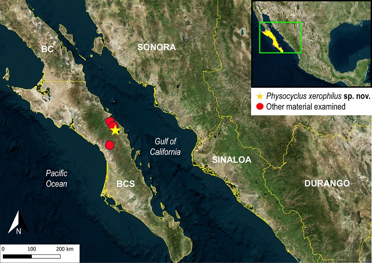 Known records of Physocyclus xerophilus sp. nov. from Baja California Sur, Mexico. Star (type locality). Abbreviation: BC, Baja California.