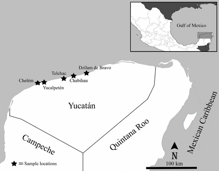 Map of the coast of Yucat&aacute;n, indicating the localities sampled in
							this study.
