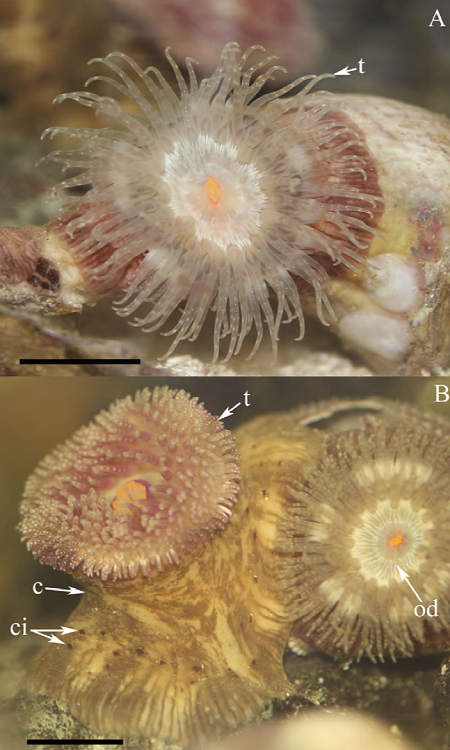 Calliactis tricolor. A) Oral view, tentacles fully
							expanded; B) lateral view. Abbreviations: c: column, ci: cinclides, od:
							oral disc, t: tentacles. Scale bars: A, B: 10 mm.