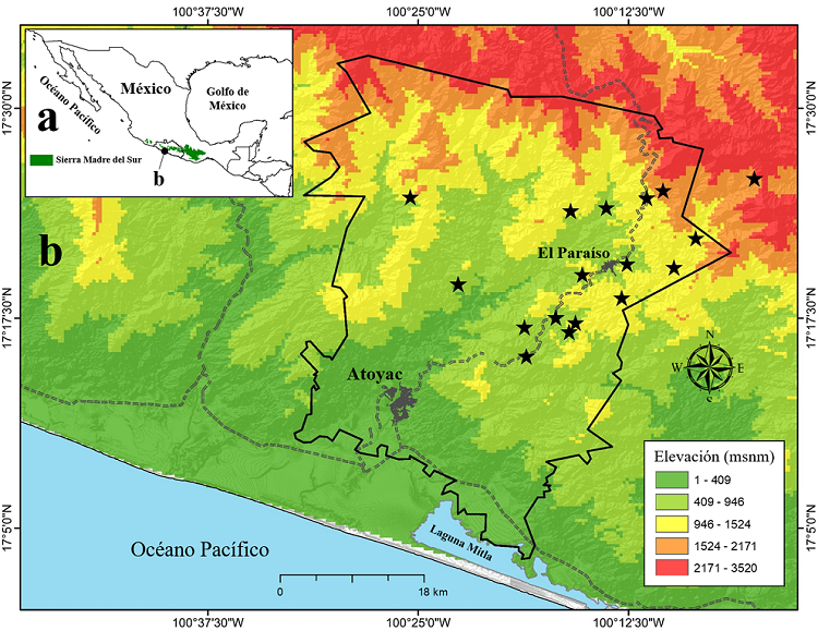 Ubicaci&oacute;n geogr&aacute;fica del &aacute;rea de estudio en la sierra Madre del Sur (sombreado verde) de Guerrero en el sur-occidente de M&eacute;xico (a) y localidades de muestreo (estrellas negras) en la sierra de Atoyac, Guerrero (b). Se muestra el l&iacute;mite municipal de Atoyac de &Aacute;lvarez (l&iacute;nea negra), los principales asentamientos humanos (sombreado gris) y la cota altitudinal del &aacute;rea de estudio.