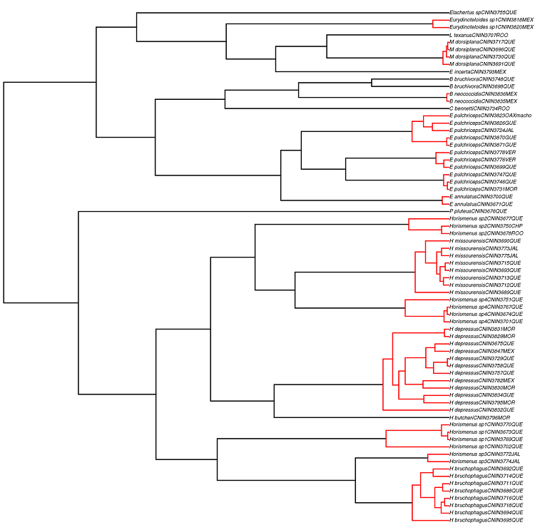 Ultrametric tree obtained with the program BEAST showing the species delimited by the GMYC model using the COI haplotypes. Red branches are GMYC species represented by various haplotypes. Black terminal branches represent singletons. Names of terminal taxa include their voucher numbers, and their three-letter-code refer to the Mexican state where the specimen was collected (CHP = Chiapas, GUE = Guerrero, JAL = Jalisco, MEX = Estado de M&eacute;xico, MOR = Morelos, OAX = Oaxaca, QUE = Quer&eacute;taro, ROO = Quintana Roo, VER= Veracruz).