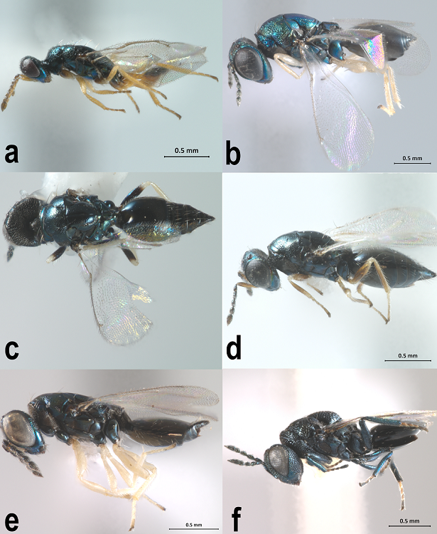 a-f, Eulpophidae habitus. a, Elachertus sp. b, Horismenus bruchophagusBurks, 1971. c, Horismenus butcheriHansson et al., 2004. d, Horismenus depressusGahan, 1930. e, Horismenus nigrocyaneus Ashmead, 1894. f, Paracrias pluteusHansson, 2002.