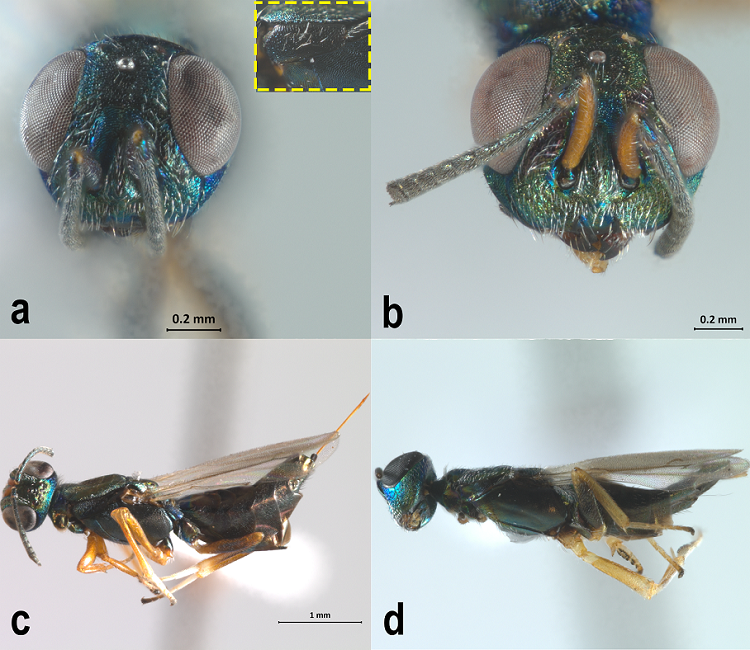 a-f, Eupelmidae habitus. a, Eupelmus sp. aff. annulatus Nees, 1834. b-c, Eupelmus sp. aff. pulchriceps Cameron, 1904. b, Head, frontal view. c, mesosoma, pleural view. d, Brasema neococcidis (Peck, 1951).