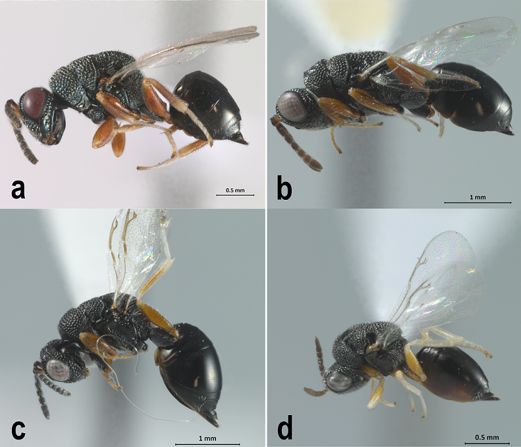a-d, Eurytomidae habitus. a, Chryseida bennettiBurks, 1956. b, Eurytoma sp. c, Phylloxeroxenus sp.1. d, Phylloxeroxenus sp.2.