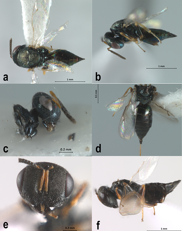 a-f, Pteromalidae habitus. a-b, Eurydinoteloides incerta Ashmead, 1893. a, dorsal view. b. habitus. c-d, Lariophagus distinguendus (F&ouml;rster, 1841). c, head, lateral view. d, mesosoma and metasoma, dorsal view. e-f, Monoksa dorsiplanaBoucek, 1991. e, head, frontal view. f, habitus, lateral view.