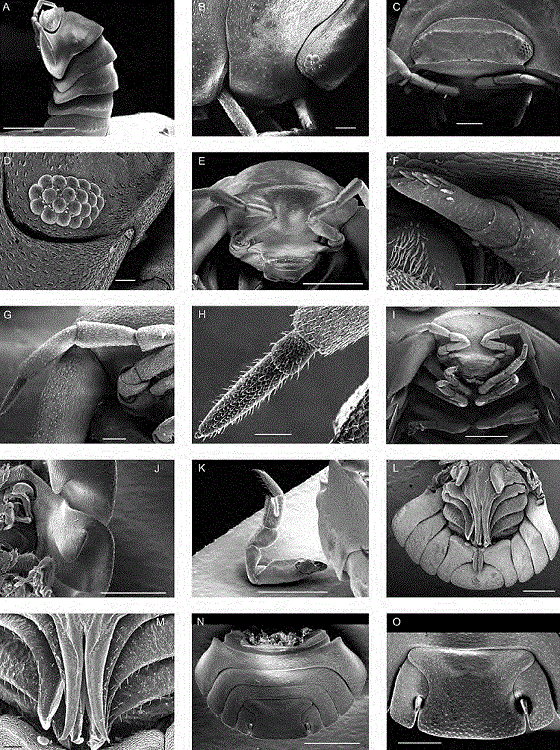 SEM micrographs of adult specimens of Cubaris murina from Tamaulipas. Specimen A is from Colonia Tamaulipas, Jiménez. Specimens B-I, L, M, and O are from La Morita, Llera de Canales. Specimens J, K, and N are from Río Purificación. A, Left anterior part of female in lateral dorsal view (bar = 3 mm); B, cephalothorax and pereon-tergites 1 and 2 of female in right anterolateral view (bar = 200 μm); C, cephalothorax of female in anterior view (bar = 500 μm); D, right compound eye of male in anterolateral view (bar = 100 μm); E, cephalothorax of female in anteroventral view (bar = 1 mm); F, right first antenna of female (bar = 50 μm); G, right second antenna of male in anteroventral view (bar = 200 μm); H, flagellum of right second antenna of male in anteroventral view (bar = 100 μm); I, cephalothorax and first pairs of pereopods of female in anteroventral view (bar = 1 mm); J, ventral surface of pereon-tergite 1 of male with a semicircular lobe and pereon-tergite 2 with a quadrangular lobe (bar = 500 μm); K, right first pereopod of male in medial view (bar = 1 mm); L, posterior part of body showing pleon-tergites 3-5, pleotelson, uropod sympodites with endopodites, and pleopods 1-5 of male in ventral view (bar = 500 μm); M, copulative appendages of first pair of pleopoda of male (bar = 100 μm); N, posterior part of body showing pleon-tergites 3-5, pleotelson, and uropod sympodites with exopodites of male in dorsal posterior view (bar = 1 mm); O, pleotelson, and uropod sympodites with exopodites of female in dorsal posterior view (bar = 500 μm).