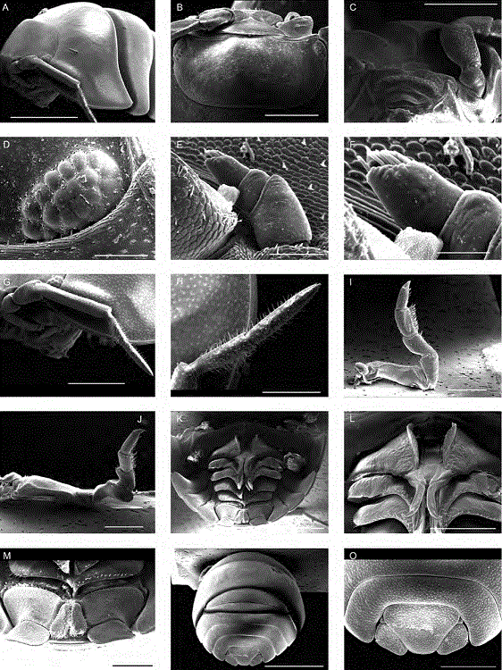 SEM micrographs of a male adult specimen of Armadillidium vulgare from the city of Aguascalientes, Aguascalientes. A, Cephalothorax, pereon-tergites 1 and 2, and left second antenna in left lateral view (bar = 2 mm); B, cephalothorax in dorsal view showing the compound eyes situated at proximal lateral sides, the triangular lamina frontalis, the right lateral lobe for holding the second antenna during conglobation, and the first and second articles of left second antennae (bar = 1 mm); C, cephalothorax in anteroventral view showing the labrum, the first, second and third articles of left second antenna, the right lateral lobe for holding the second antenna during conglobation, and the triangular lamina frontalis (bar = 1 mm); D, right compound eye in anterolateral view (bar = 200 µm); E, right first antenna in anterior view (bar = 100 µm); F, distal article of first antenna with aesthetascs (bar = 50 µm); G, left second antennae in left lateral view (bar = 1 mm); H, flagellum with 2 articles (bar = 500 µm); I, left first pereopod in medial view (bar = 1 mm); J, pereopod 7 in medial view (bar = 1 mm); K, posterior part of body showing pleon-tergites 3-5, pleotelson, uropod sympodites with exopodites and endopodites, and pleopods 1-5 in ventral view (bar = 2 mm); L, copulative appendages of first pair of pleopoda with tips divergent in ventral view (bar = 1 mm); M, uropod sympodites with exopodites and endopodites in ventral view (bar = 500 µm); N, posterior part of body showing pereon-tergites 6 and 7, pleon-tergites 1-5, pleotelson, and exopodites of uropod sympodites in dorsal posterior view (bar = 3 mm); O, pleon-tergites 4 and 5, and triangular pleotelson with exopodites of uropod sympodites in dorsal posterior view (bar = 1 mm).