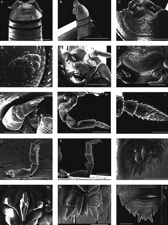 SEM micrographs of a male adult specimens of Agabiformius lentus from Gómez Palacio, Durango. A, B, K and L correspond to a male of 6.0 mm of total length, and C-J, M, N, and O to a male of 5.0 mm of total length. A, Cephalothorax, second antennae, and pereon-tergites 1-5 in dorsal view (bar = 1 mm); B, cephalothorax, second antennae, and pereon-tergites 1-5 in lateral view (bar = 2 mm); C, cephalothorax in dorsal view showing the lamina frontalis produced in a prominent rounded median lobe and at the sides in a large rounded lateral lobes limited by linea frontalis (bar = 500 μm); D, compound eye at proximal lateral side of cephalothorax (bar = 100 μm); E, cephalothorax in anteroventral view showing the labrum, 1-5 articles of left second antenna, the lamina frontalis produced in a prominent rounded median lobe and 2 rounded concave lateral lobes (bar = 500 μm); F, lamina frontalis produced in a prominent rounded median lobe, and the first antennae in anterior view (bar = 200 μm); G, left first antenna with aesthetascs in anterior view (bar = 50 μm); H, left second antennae in dorsal view (bar = 300 μm); I, flagellum with 2 articles (bar = 100 μm); J, left pereopod 1 in medial view (bar = 500 μm); K, pereopod 7 in medial view (bar = 500 μm); L, pleon-tergites 3-5, pleotelson, uropod sympodites with exopodites and endopodites, and pleopods 1-5 in ventral view (bar = 1 mm); M, copulative appendages of first pair of pleopoda with tips divergent in ventral view (bar = 300 μm); N, uropod sympodites with exopodites and endopodites in ventral view (bar = 300 μm); O, posterior part of body showing pereon-tergites 6 and 7, pleon-tergites 1-5, triangular pleotelson, and uropod sympodites with exopodites in dorsal view (bar = 500 μm).
