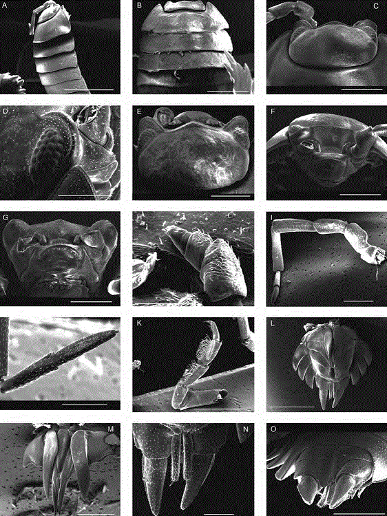 SEM micrographs of adult specimens of Porcellio laevis. A, C, D, F, J, N, and O correspond to a male from Colonia Héroes, Aguascalientes. B, E, G, H, I, K, L, and M correspond to a male from Canal de Riego XIII, Nuevo San Miguel, Sinaloa. A, Cephalothorax and pereon-tergites 1-5 in right lateral view (bar = 3 mm); B, cephalothorax and pereon-tergites 1-4 in dorsal view (bar = 3 mm); C, cephalothorax and pereon-tergite 1 in dorsal view showing the lamina frontalis with posterior margin (linea frontalis) produced in a small triangular median lobe and 2 large rounded concaved lateral lobes, the compound eyes situated at proximal lateral sides on the posterior side of the lateral lobes, and 1-3 articles of left second antenna (bar = 1 mm); D, right compound eye in dorsolateral view (bar = 500 μm); E, cephalothorax in anterodorsal view showing the lamina frontalis with posterior margin (linea frontalis) produced in a small triangular median lobe and 2 large rounded concaved lateral lobes, the compound eyes situated at proximal lateral sides on the posterior side of the lateral lobes, and the first antennae (bar = 1 mm); F, cephalothorax in anteroventral view showing the labrum, the first antennae, the first, second and third articles of left second antenna, the linea frontalis and the right lateral lobe with a compound eye (bar = 1 mm); G, cephalothorax in ventral view showing the labrum, the first antennae, the first and second articles of left second antenna, linea frontalis produced in a small triangular median lobe and 2 large rounded concaved lateral lobes (bar = 1 mm); H, right first antenna in anterior view (bar = 200 μm); I, right second antenna with 5 articles and the 2-jointed flagellum in posterior view (bar = 1 mm); J, flagellum of second antenna with 2 joints (bar = 500 μm); K, right pereopod 1 in medial view (bar = 2 mm); L, posterior part of body showing the pleon-tergites 3-5, the uropod sympodites with exopodites and endopodites, and the pleopods 1-5 in ventral view (bar = 2 mm); M, copulative appendages of first pair of pleopoda with tips divergent in ventral view (bar = 1 mm); N, uropod sympodites with exopodites and endopodites in ventral view (bar = 500 μm); O, pleon-tergite 5, triangular pleotelson, and uropod sympodites with exopodites and endopodites in dorsal posterior view (bar = 1 mm).