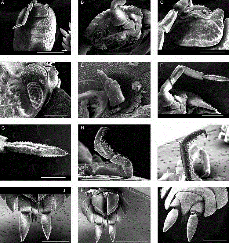 SEM micrographs of an adult male specimen of Porcellio scaber from Quinta Cumbres del Chorro, Arteaga, Coahuila, Mexico. A, Cephalothorax and pereon-tergites 1-6 covered with small tubercles in dorsal view (bar = 3 mm); B, cephalothorax in anteroventral view showing the labrum, the right first antenna, the first, second and third articles of left second antenna, the linea frontalis and the lateral lobes with left compound eye, and vertex covered with small tubercles (bar = 1 mm); C, cephalothorax in dorsal view showing the small tubercles, the lamina frontalis with posterior margin (linea frontalis) produced in a small triangular median lobe and 2 large rounded concaved lateral lobes, right compound eye situated at right proximal lateral side on the posterior side of right lateral lobe, and 1-4 articles of left second antenna (bar = 1 mm); D, right side of cephalothorax in dorsal view showing the small tubercles, and the right compound eye situated on the posterior side of right lateral lobe (bar = 500 μm); E, right first antenna in anterior view (bar = 200 μm); F, left second antenna with 5 articles and the 2-jointed flagellum in ventral view (bar = 1 mm); G, flagellum of second antenna with 2 joints (bar = 500 μm); H, right pereopod 1 in medial view (bar = 1 mm); I, right pereopod 7 in lateral view (bar = 500 μm); J, uropod sympodites with exopodites and endopodites in ventral view (bar = 1 mm); K, posterior part of body showing pleon-tergites 4-5, uropod sympodites with exopodites and endopodites, and pleopods 4-5 in ventral view (bar = 2 mm); L, pleon-tergites 4-5, triangular pleotelson, and uropod sympodites with exopodites in dorsal posterior view (bar = 1 mm).