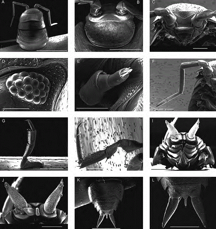 SEM micrographs of adult specimens of Porcellionides pruinosus from El Comitán, La Paz, Baja California Sur. A, Cephalothorax, second antennae, and pereon-tergites 1-5 in dorsal view (bar = 3 mm); B, cephalothorax in dorsal view showing the triangular lamina frontalis with posterior margin (linea frontalis) produced in a slightly convex lobe and 2 large rounded concaved lateral lobes, the compound eyes situated at proximal lateral sides of cephalothorax close to the rounded lateral lobes, the first antennae, and basal articles of second antennae (bar = 1 mm); C, cephalothorax in anteroventral view showing the labrum, the first antennae, the first, second and third articles of second antennae, and the triangular lamina frontalis (bar = 500 μm); D, left compound eye in dorsal view (bar = 200 μm); E, left first antenna (bar = 100 μm); F, right second antenna with 5 articles and the 2-jointed flagellum in ventral view (bar = 1 mm); G, right pereopod 1 in medial view (bar = 1 mm); H, right pereopod 7 in lateral view (bar = 1 mm); I, posterior part of body showing pereon-tergite 7, pleon-tergites 3-5, pleotelson, uropod sympodites with exopodites and endopodites, and pleopods 1-5 in ventral view (bar = 1 mm); J, uropod sympodites with exopodites and endopodites in posteroventral view (bar = 500 μm); K, posterior part of body showing pereon-tergite 7, pleon-tergites 1-5, pleotelson, and uropod sympodites with exopodites and one endopodite in dorsal view (bar = 2 mm); L, pleon-tergite 5, triangular pleotelson, and uropod sympodites with exopodites and one endopodite in dorsal view (bar = 1 mm).