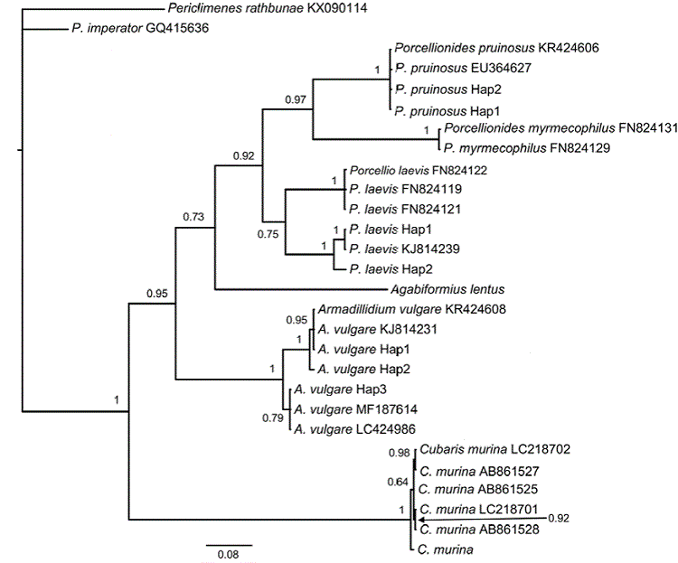 Phylogenetic relationships of exotic terrestrial isopods found in Mexico based on cytochrome oxidase subunit 1. Bayesian phylogenetic tree was generated using TPM1uf+I+G model by running the analysis for 10 million generations; values on the nodes represent posterior probabilities. Armadillidium vulgare Hap1: MN689271, A. vulgare Hap2: MN689273, A. vulgare Hap3: MN689272, Porcellio laevis Hap1: MN689276-MN689283, P. laevis Hap2: MN689275, Porcellionides pruinosus Hap1: MN689284, MN689287 and MN689288, P. pruinosus Hap2: MN689285 and MN689286.
