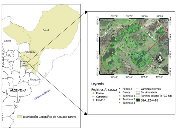 Distribución geográfica de Alouatta caraya (modificado a partir de Oklander et al., 2019) a la izquierda, y a la derecha, ubicación del sitio de estudio con detalle de los parches de bosques (> 0.2 ha) obtenidos de la clasificación de una imagen Sentinel 2; además, se muestran los caminos internos, los límites de la Estancia Ana María y los registros de grupos de A. caraya.
