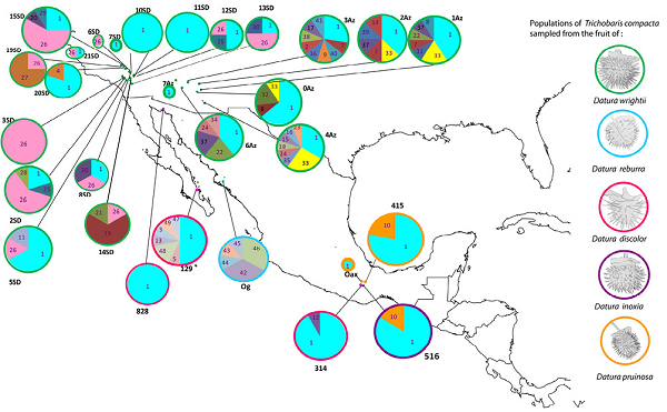 Sampled locations of populations of Trichobaris compacta collected upon several Datura plant species (indicated on the figure), different color dots represent localities, pie charts depict the frequency of each haplotype at given locality, and the size of the circle is proportional to the sample size; each COI haplotype is indicated by a corresponding number (see Table 1 for locality codes and sample size).