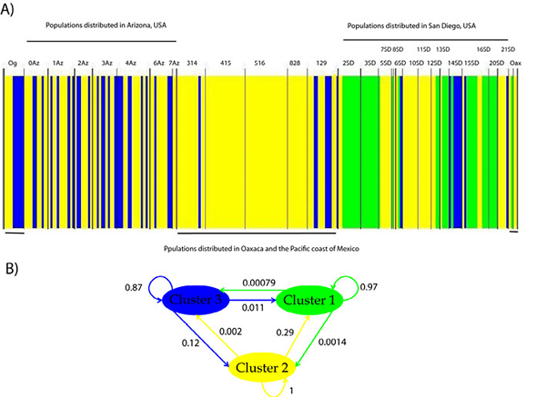 A) Population structure of Trichobaris compacta and B) genetic flow among clusters. Each color represents a genetic group determined by Bayesian clustering from COI gene (663 bp). The localities are described in Table 1. Gene flow is indicated as weighted arrows, such that the weights equal relative average among of ancestry in the source cluster, among the individuals assigned to the target cluster. The localities are described in Table 1.