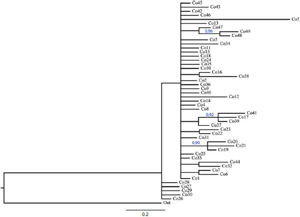 Phylogeny of COI haplotypes (663 bp) of Trichobaris compacta inferred by Bayesian inference analysis. Blue numbers show the posterior probability for clades (only values above 0.90 pp are showed). The length of the branches represents the divergence among haplotypes.