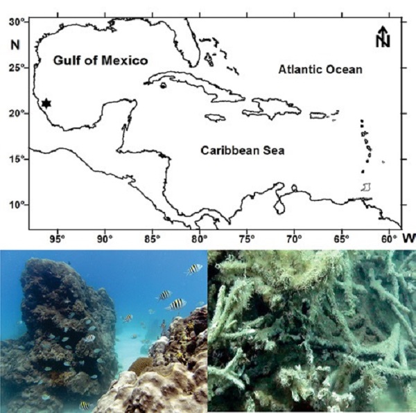 Sampling station of Deutella pseudoincerta n. sp. in the Lobos coral reef, Tuxpan, SW Gulf of Mexico. The coral rubble and the environmental of the sampling station are included.