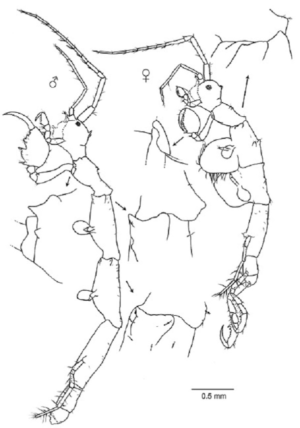 Deutella pseudoincerta n. sp. Lateral view of holotype male (MNCN 20.04/12014) and paratype female (MNCN 20.04/12015).