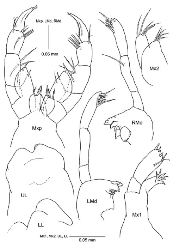 Deutella pseudoincerta n. sp. Mouthparts (except for maxilliped) of holotype male (MNCN 20.04/12014) and maxilliped of paratype female (MNCN 20.04/12015). Mxp, maxilliped; Mx1, maxilla 1; Mx2, maxilla 2; LMd, left mandible; RMd, right mandible; UL, upper lip; LL, lower lip.