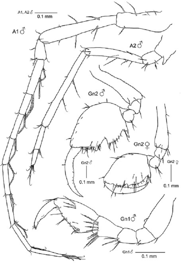 Deutella pseudoincerta n. sp. A1, antenna 1; A2, antenna 2; Gn1, gnathopod 1 and Gn2, gnathopod 2 of holotype male MNCN 20.04/12014; and gnathopod 2 of paratype female (MNCN 20.04/12015).