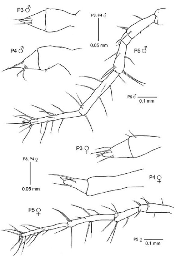 Deutella pseudoincerta n. sp. P3, pereopod 3; P4, pereopod 4, P5, pereopod 5 of holotype male MNCN 20.04/12014 and P3, P4, and P5 of paratype female (MNCN 20.04/12015).