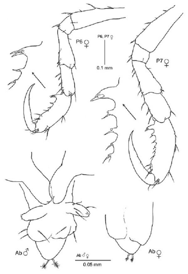 Deutella pseudoincerta n. sp. P6, pereopod 6; P7, pereopod 7; Ab, abdomen of paratype female (MNCN 20.04/12015); and Ab, abdomen of holotype male (MNCN 20.04/12014).