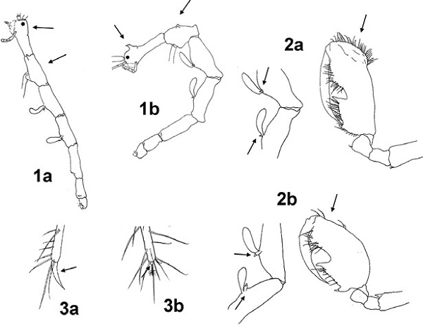 Details of the main morphological characters to identify Deutella species from the Gulf of Mexico. Numbers (1-3) and letters (a, b) correspond to the options of the taxonomical key provided.