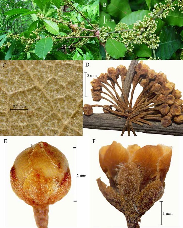 Sideroxylon brucebenzii. A, Ramillas con hojas e inflorescencias; B, acercamiento de inflorescencias y flores; C, envés con glándulas; D, inflorescencia fasciculada en la axila de una hoja; E. botón floral con pétalos imbricados y márgenes ciliados; F, flor abierta con sépalos y pétalos.