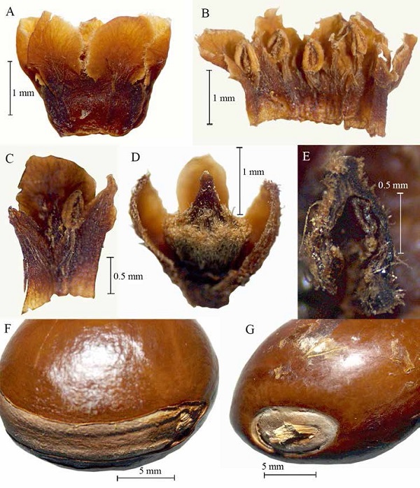 Sideroxylon brucebenzii. A, Corola ciatiforme; B, flor abierta con anteras, estaminodios y pétalos; C, pétalo con estambre y 2 estaminodios; D, pistilo con ovario tomentoso; E, corte transversal del ovario, uniovular; F, semilla con cicatriz basiventral; G, semilla con cicatriz basal.