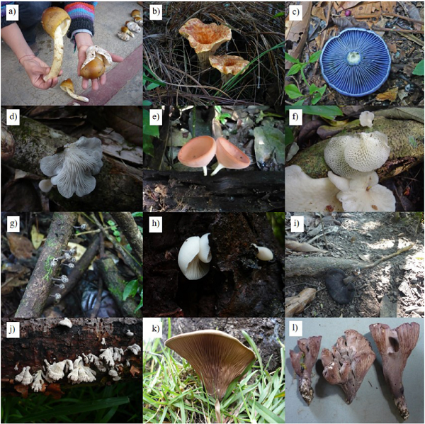 Especies comestibles de los Altos de Chiapas y selva Lacandona, México. a) Amanita hayalyuy, b) Turbinellus floccosus, c) Lactarius indigo, d) Pleurotus djamor, e) Cookeina speciosa, f) Favolus tenuiculus, g) Xylaria obovata, h) Crepidotus nephrodes, i) Amauroderma preussii, j) Schizophyllum commune, k) Panus strigellus, l) Polyozellus multiplex.