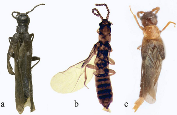 Genera of Telegeusidae. a) Telegeusis moroniZaragoza-Caballero, 2015; b) Pseudotelegeusis jiliotupaensis Zaragoza-Caballero, 2008; c) Pseudokarumia angustataPic, 1931 (Photograph by Jennifer Thomas, Division of Entomology, University of Kansas Biodiversity Institute©).