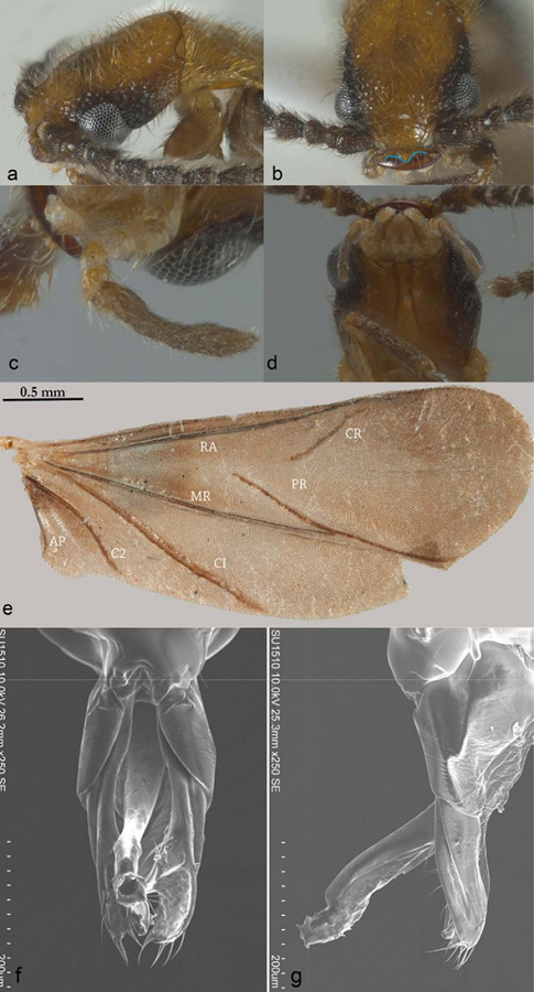 Stenodrilus gen. nov. a) Punctation close to eyes; b) pronounced median tooth on clypeus; c) maxilar palpi; d) labial palpi; e) membranous wings; f) ventral view of aedeagus; g) lateral view of aedeagus.