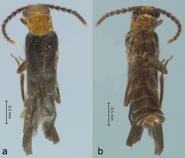 Stenodrilus rodolfoi sp. nov. a) Dorsal view; b) ventral view.