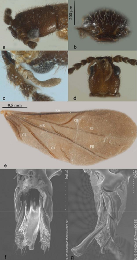 Platydrilus gen. nov. a) Punctation close to eyes; b) short median tooth on clypeus; c) maxilar palpi; d) labial palpi; e) membranous wings; f) ventral view of aedeagus; g) lateral view of aedeagus.
