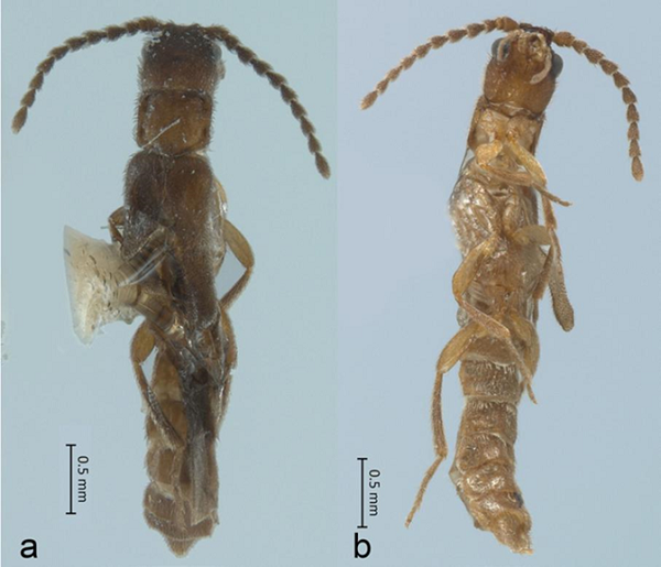Platydrilus magaliae sp. nov. a) Dorsal view; b) ventral view.