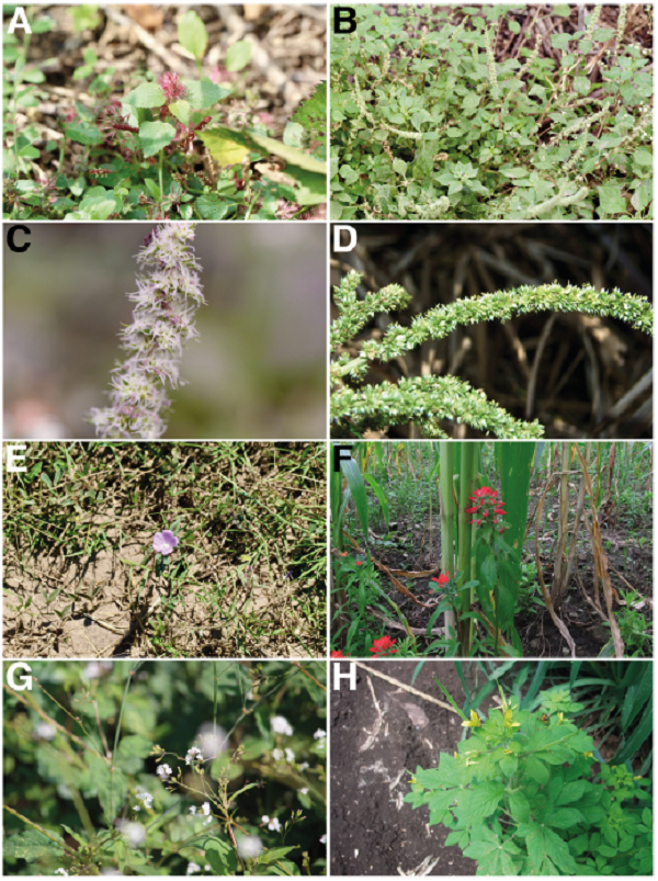 A) Acalypha aristata, general view. B-D) Amaranthus palmeri. B) General view. C) Detail of a female inflorescence. D) Detail of a male inflorescence. E) Anoda cristata, general view and flower. F) Castilleja arvensis, general view and inflorescence. G) Boerhavia erecta, detail of an inflorescence. H) Corynandra viscosa, general view and inflorescence.