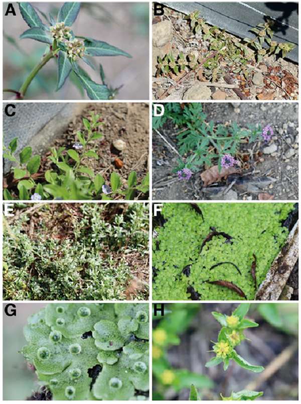 A) Euphorbia heterophylla, detail of an inflorescence. B) E. hirta, general view. C) Evolvulus alsinoides, general view. D) Glandularia bipinnatifida, general view. E) Heliotropium procumbens, general view. F) Lemna aequinoctialis, general view. G) Marchantía polymorpha, general view. H) Melampodium tepicense, general view and flowers.