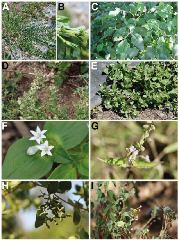 A-B) Phyllanthus hexadactylus. A) General view. B) Detail of the flowers. C) Piper hispidum, general view and inflorescence. D) Pseudognaphalium viscosum, general view and inflorescence. E-F) Richardia scabra. E) General view of the plant. F) Detail of flowers. G) Priva lappulacea, general view and inflorescence. H) Struthanthus interruptus, general view and fruits. I) Tridax dubia, general view.